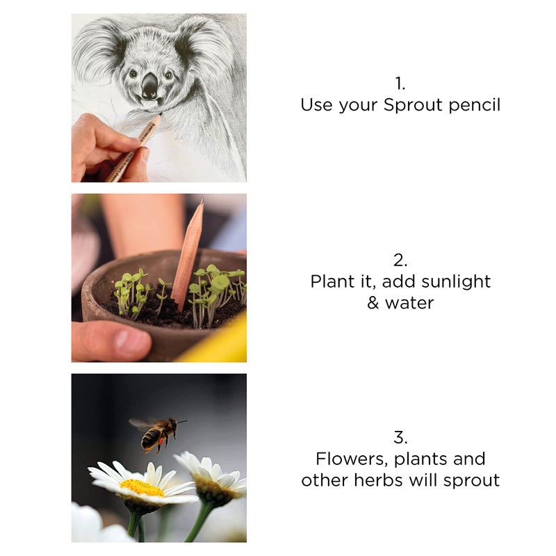 Sprout Wood-Cased Pencils | Teacher's Edition | HB Pre-Sharpened Graphite Plantable Wooden Pencils with flower, Herb & Vegetable Seeds | Gift for Teachers, Creative Kids & School Students | 32 Pack - Image 4